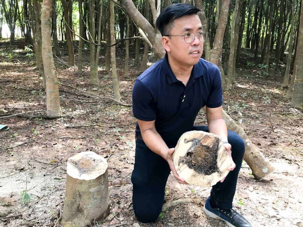 Image of David Liew planting